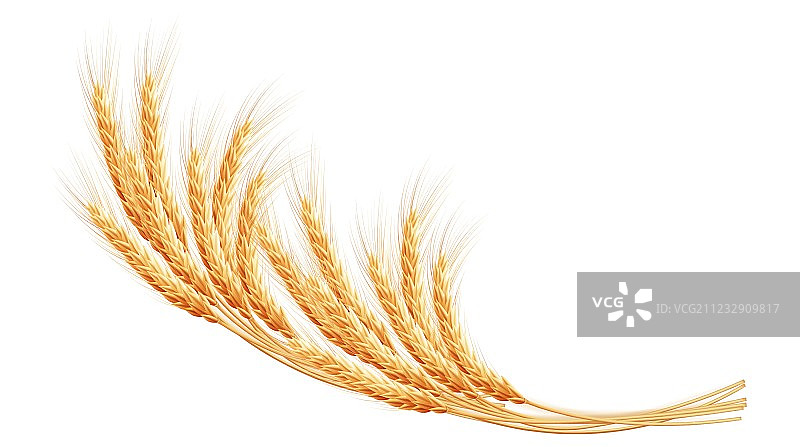 带有文本空间的麦穗EPS 10图片素材