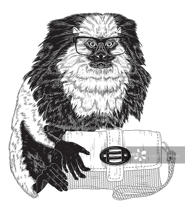 时尚优雅的绒猴图片素材