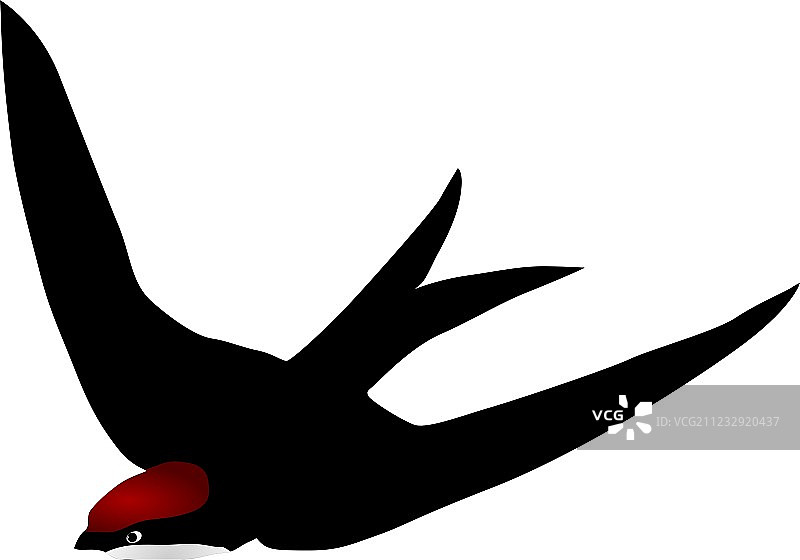 黑雨燕图片素材