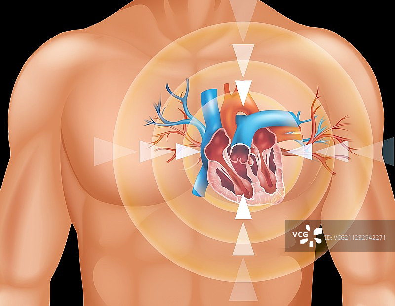 人体心脏特写图图片素材