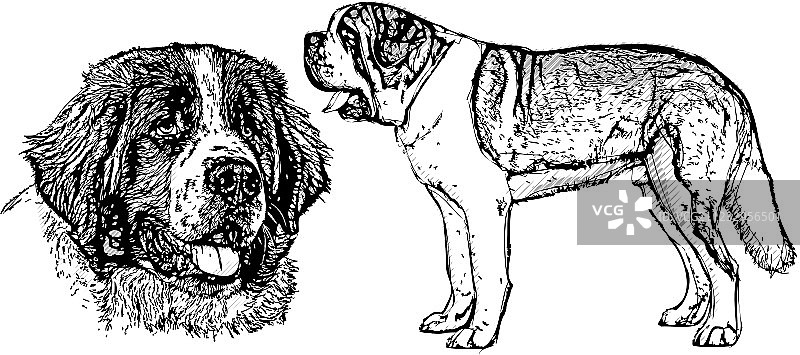 圣伯纳犬图片素材