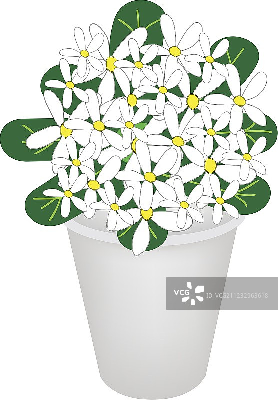 花盆中美丽绣球花图片素材