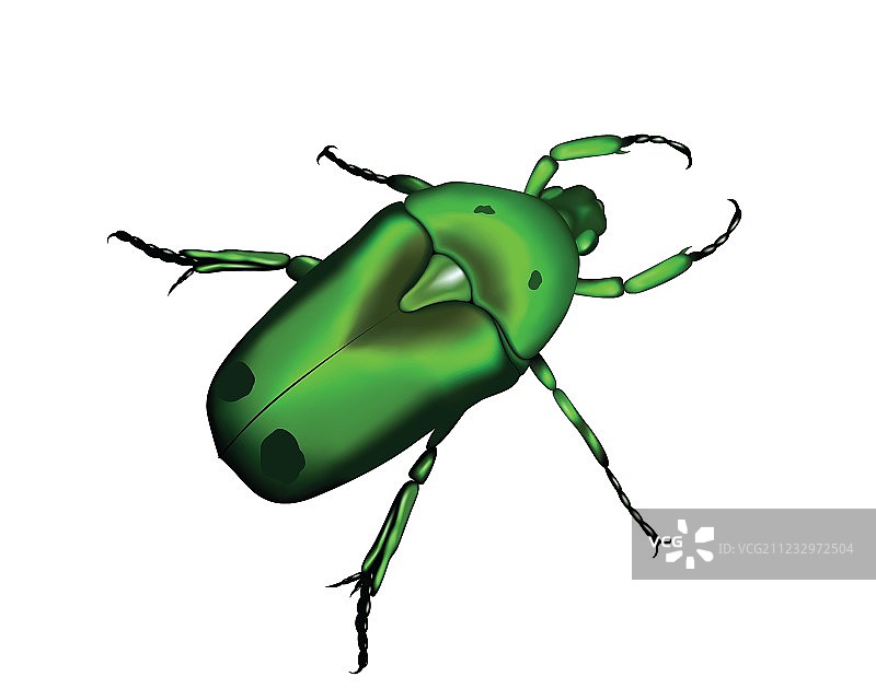 矢量剪影甲虫图片素材