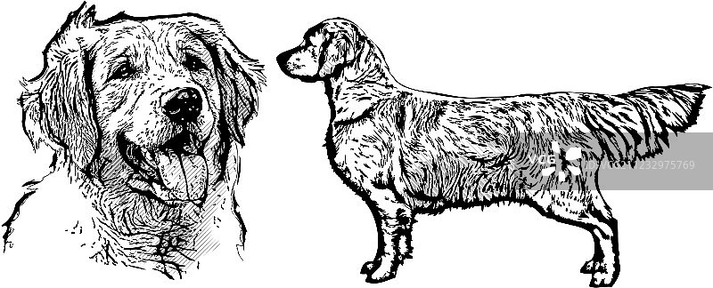 金毛猎犬图片素材