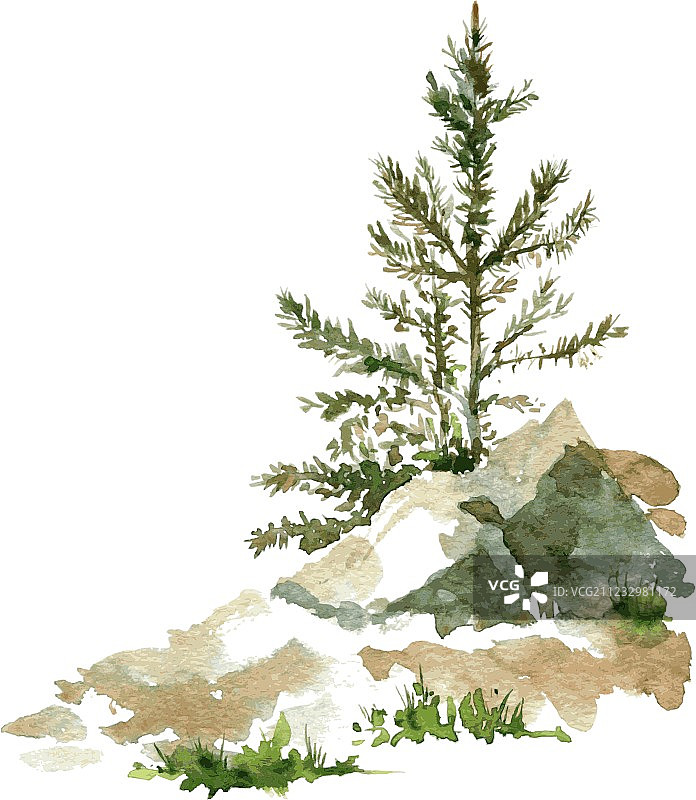 松树与岩石图片素材