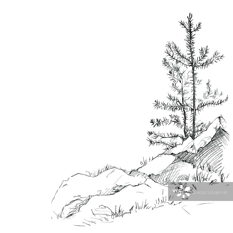 松树与岩石图片素材