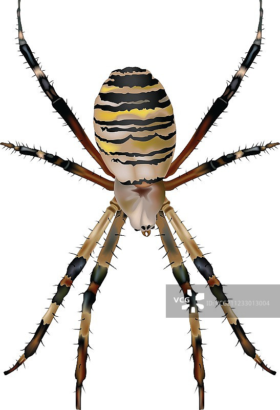 胡蜂蜘蛛图片素材