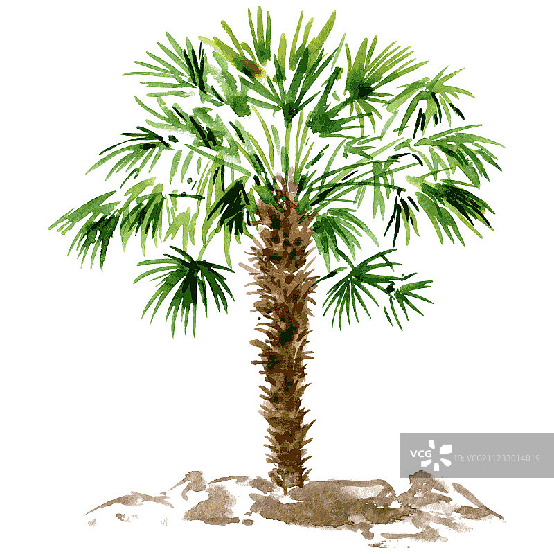 水彩棕榈树图片素材