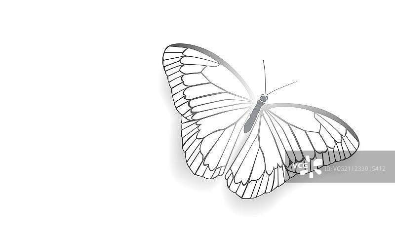 展开翅膀的蝴蝶图片素材