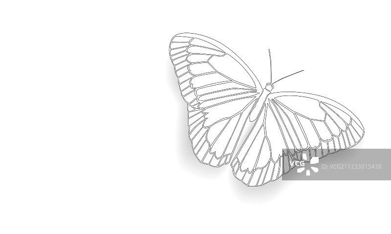 展开翅膀的蝴蝶图片素材