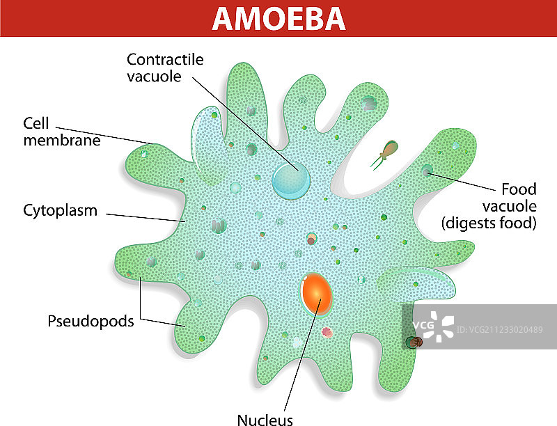 阿米巴原虫图片素材