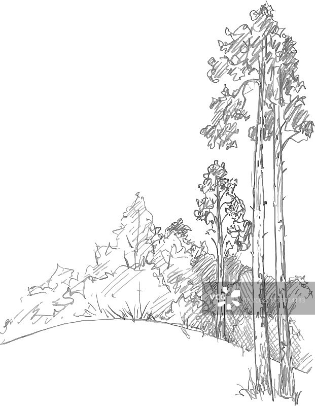 松树与森林图片素材