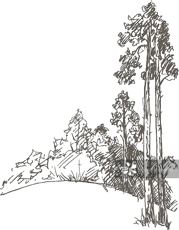 松树与森林图片素材