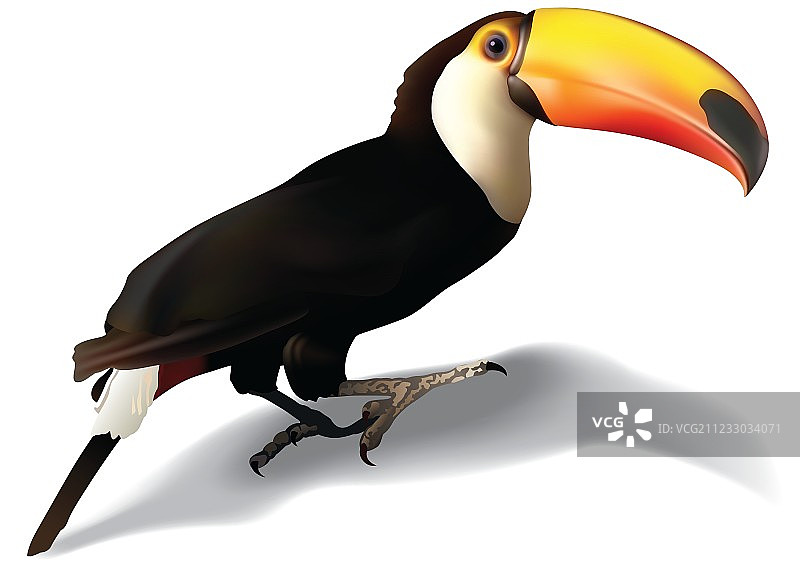 巨嘴鸟图片素材