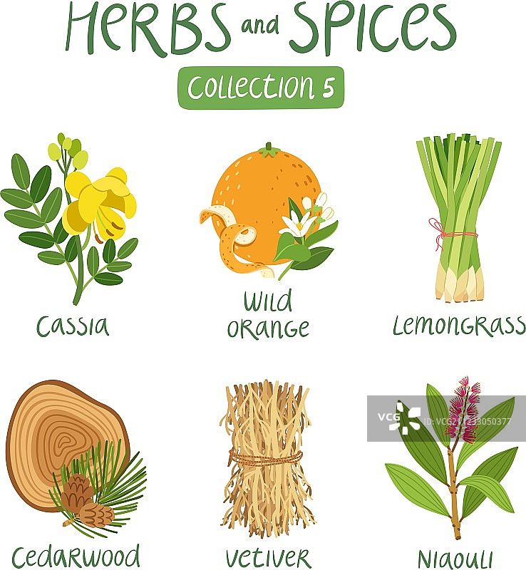 香草和香料系列5图片素材