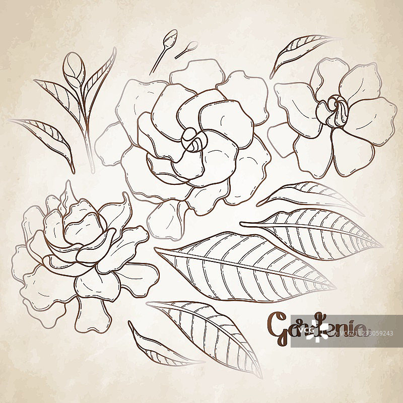 栀子花图形套装图片素材