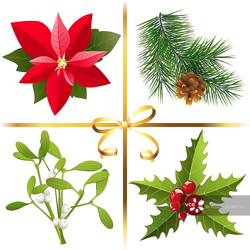 圣诞植物图片素材