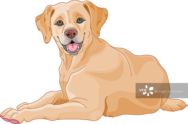 拉布拉多图片素材