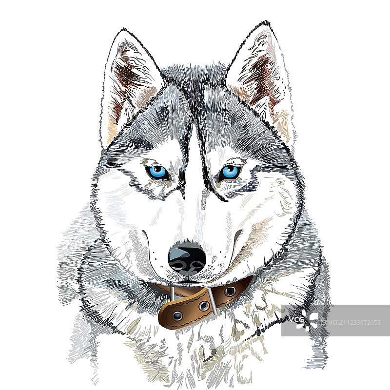 西伯利亚哈士奇头部图片素材