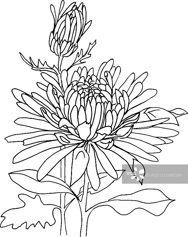 手绘翠菊图片素材