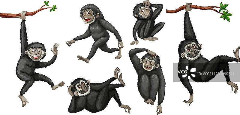 长臂猿集合图片素材