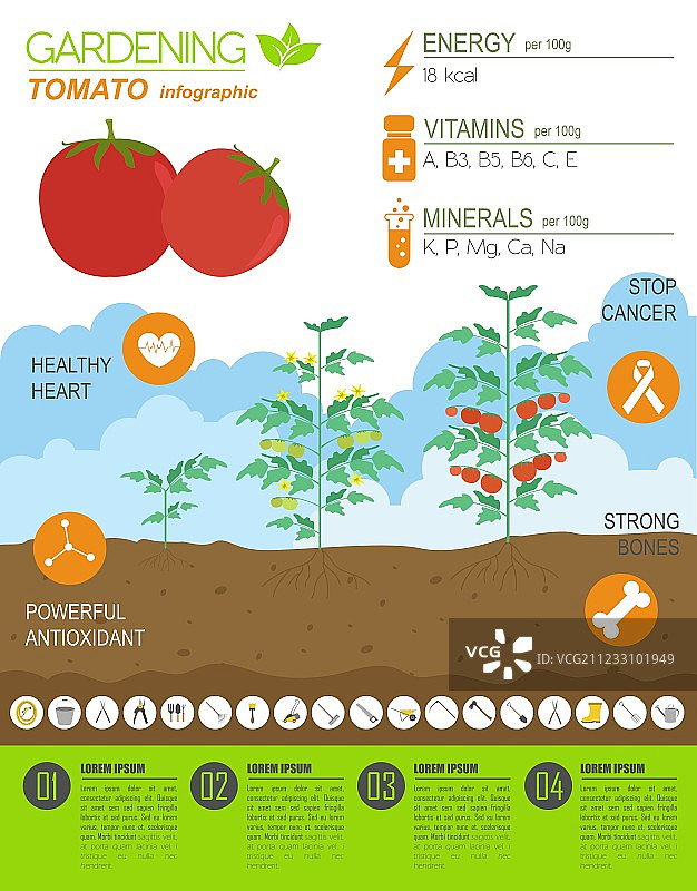 园艺农耕信息图：番茄图图片素材