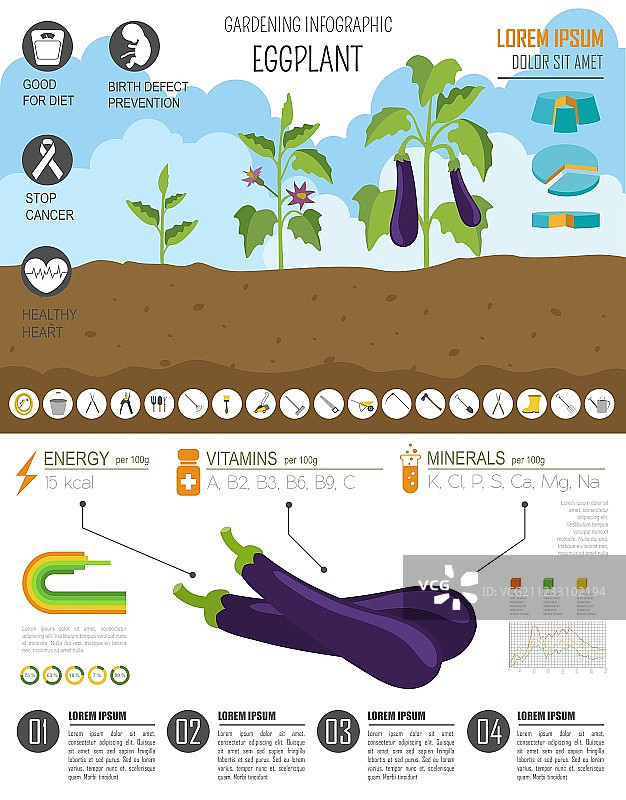 园艺种植茄子信息图图片素材
