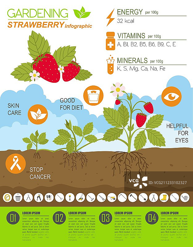 园艺农作信息图：草莓图片素材