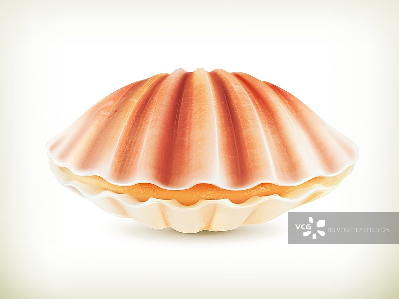 高品质海螺图片素材