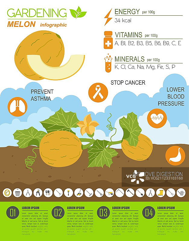 园艺农作信息图甜瓜图案图片素材