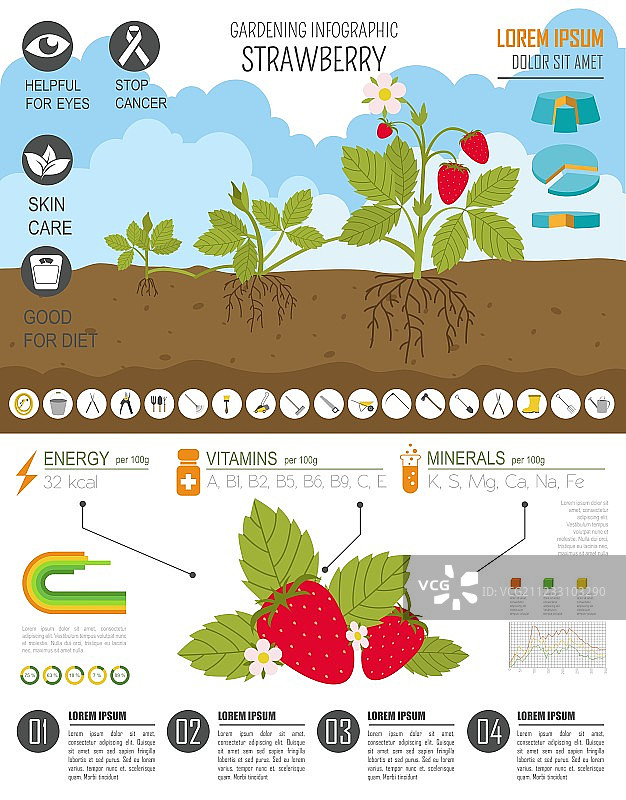 园艺农作信息图：草莓图片素材
