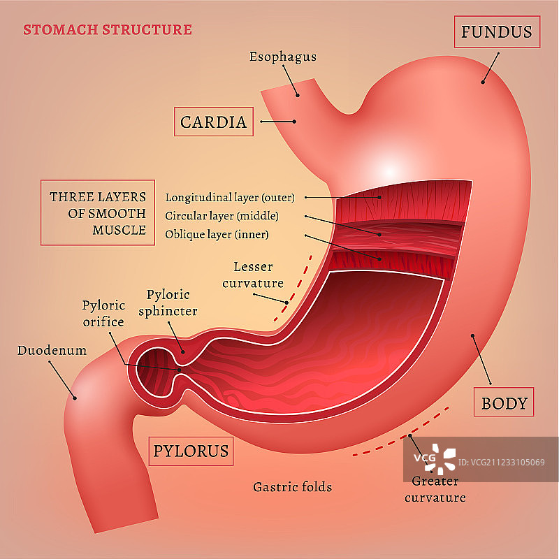 胃部影像图片素材