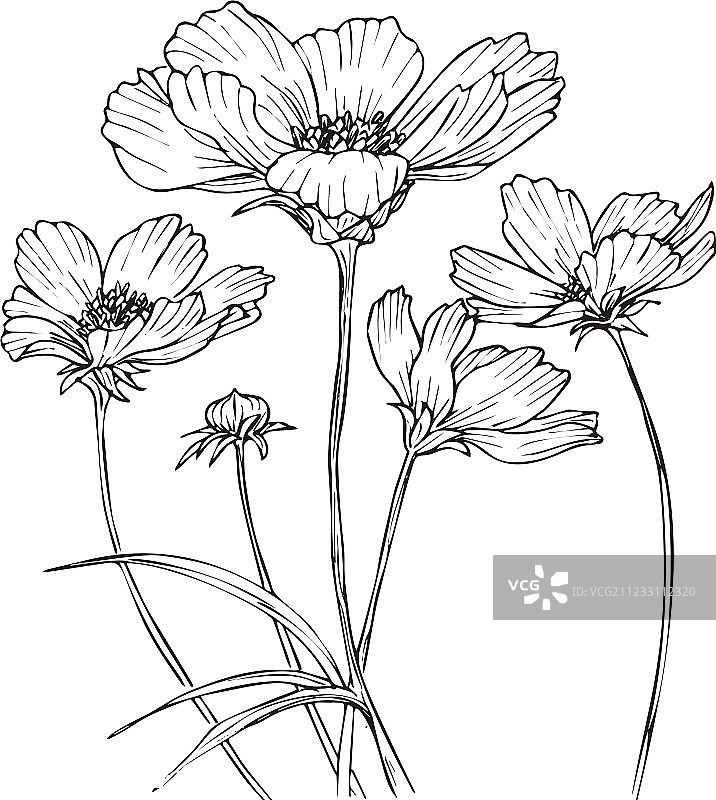 手绘波斯菊花朵图片素材