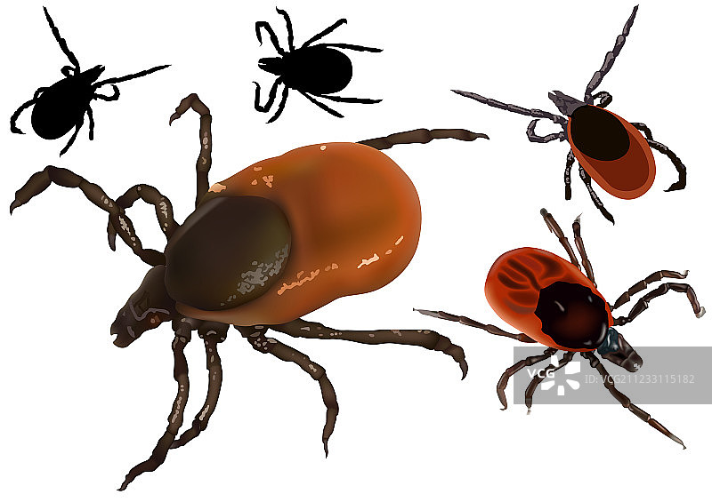 蓖麻硬蜱图片素材