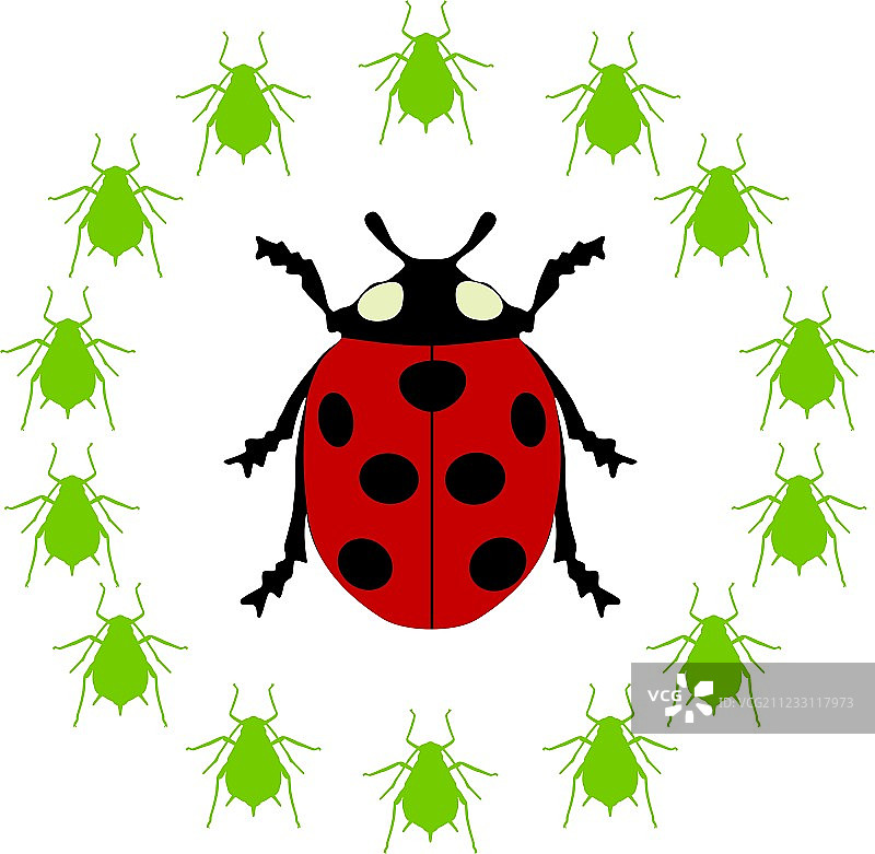 瓢虫的食物图片素材
