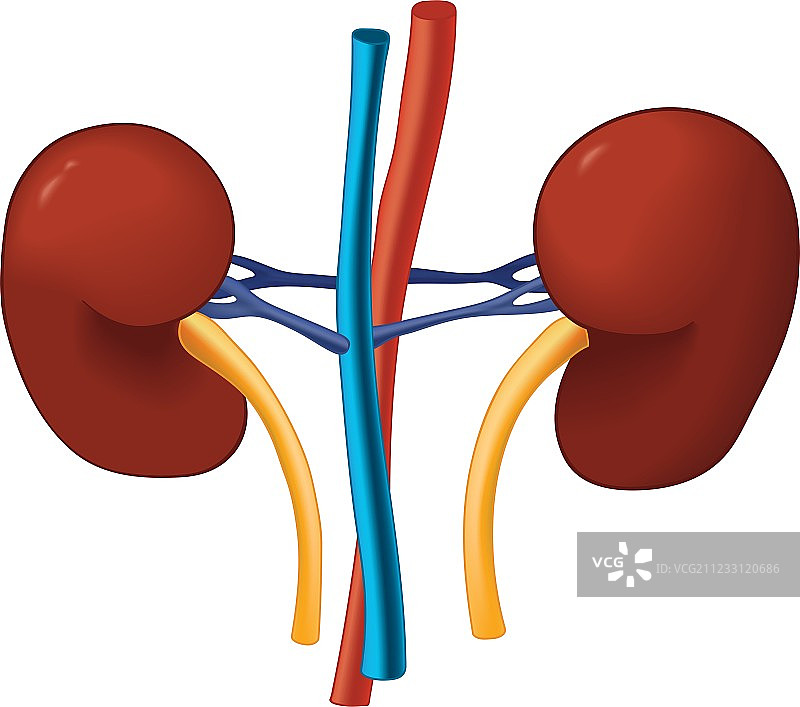 肾脏内部人体器官健康医疗图片素材