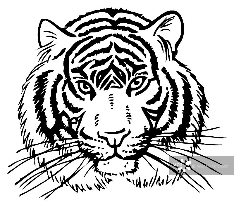 老虎图片图片素材