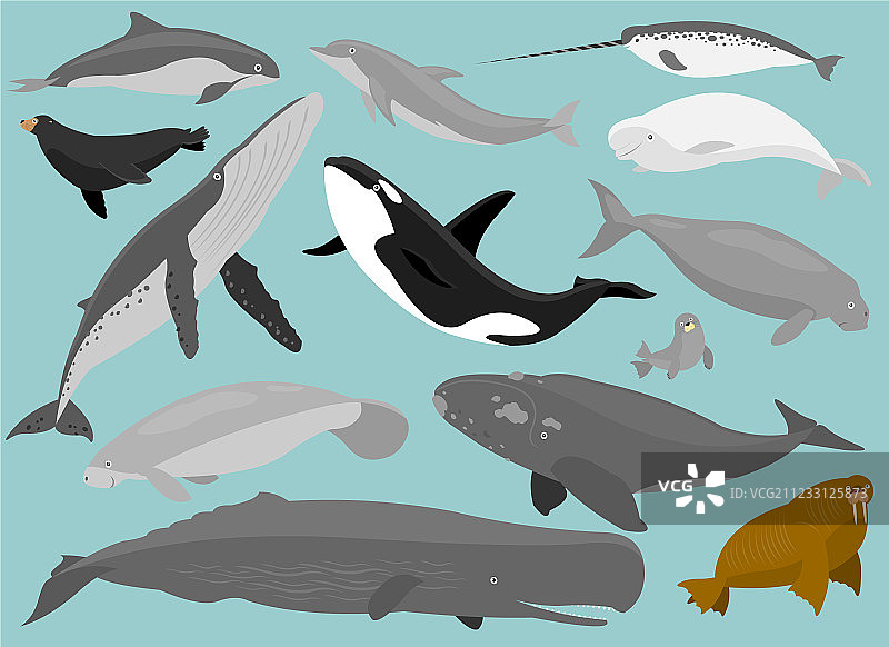 海洋哺乳动物图片素材