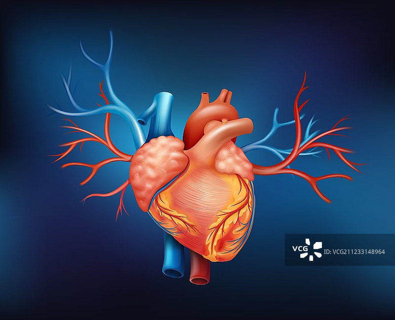 人的心脏图片素材