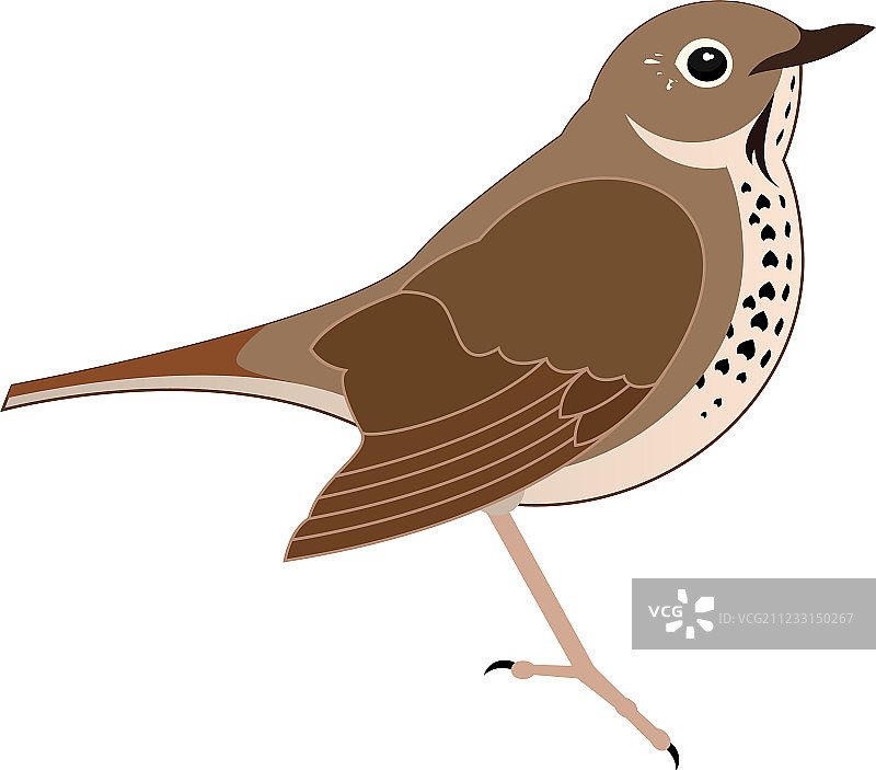 画眉鸟-380x400图片素材