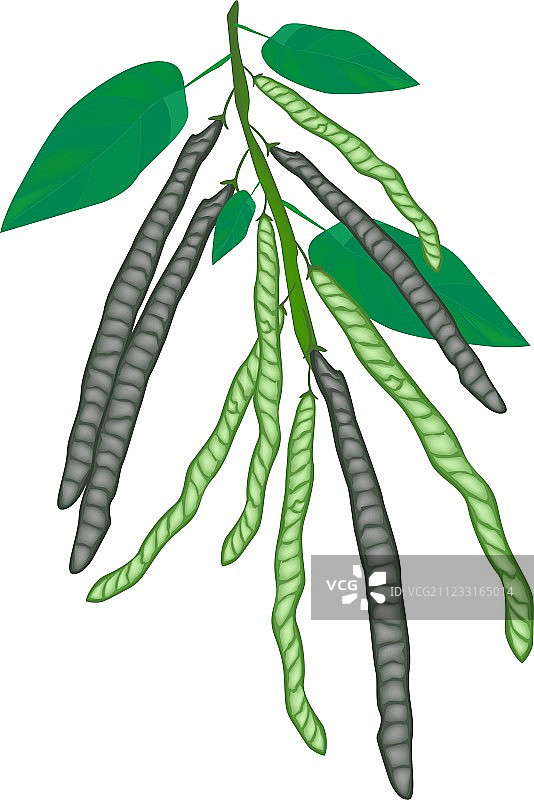 新鲜美味的绿豆图片素材