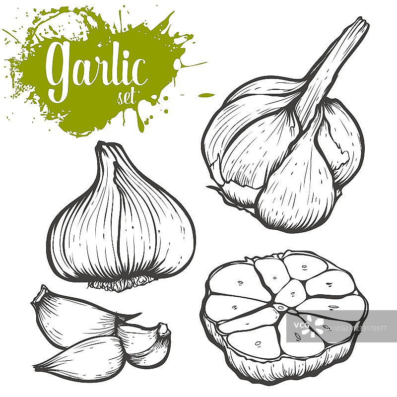 大蒜合集图片素材