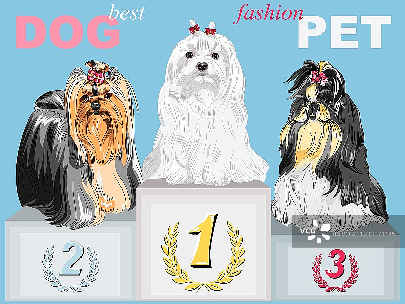 领奖台上的时尚狗狗冠军图片素材
