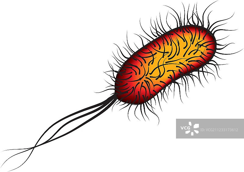 白色背景上分离的大肠杆菌图片素材
