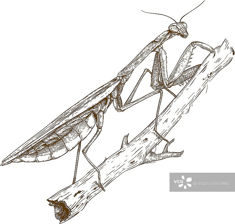 雕刻螳螂图片素材