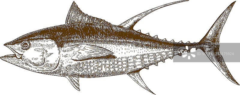 雕刻金枪鱼图片素材