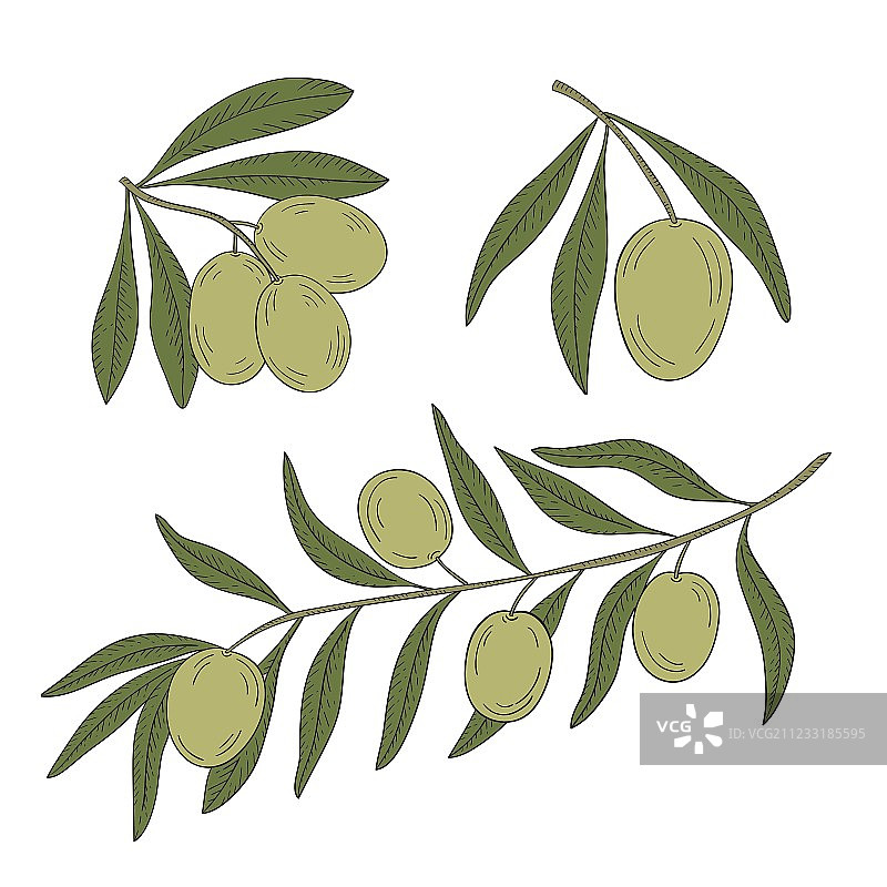 白色背景上的橄榄树枝图片素材