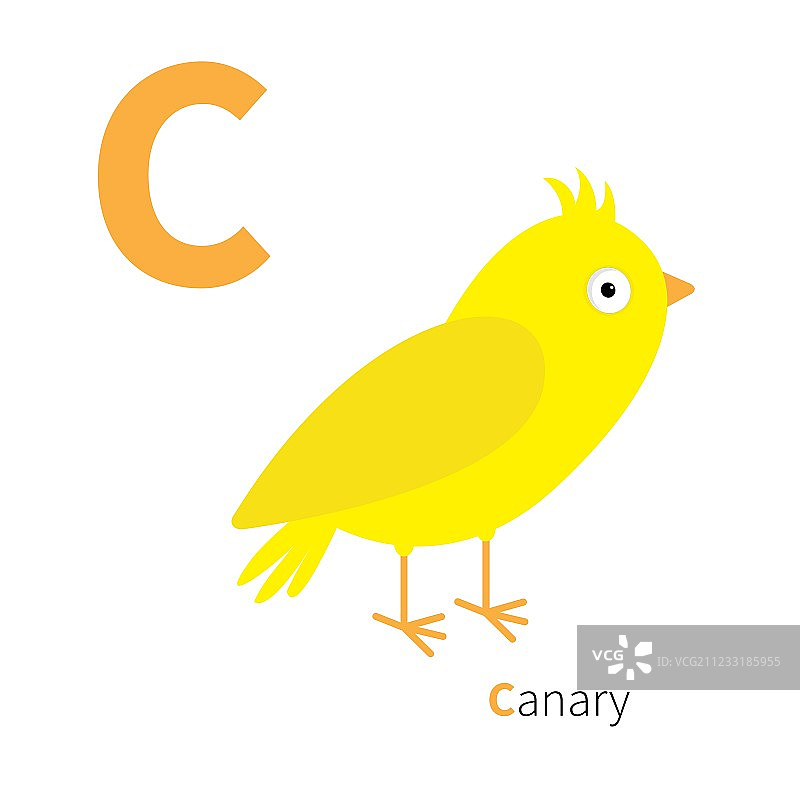 字母C：金丝雀鸟动物园英语字母图片素材