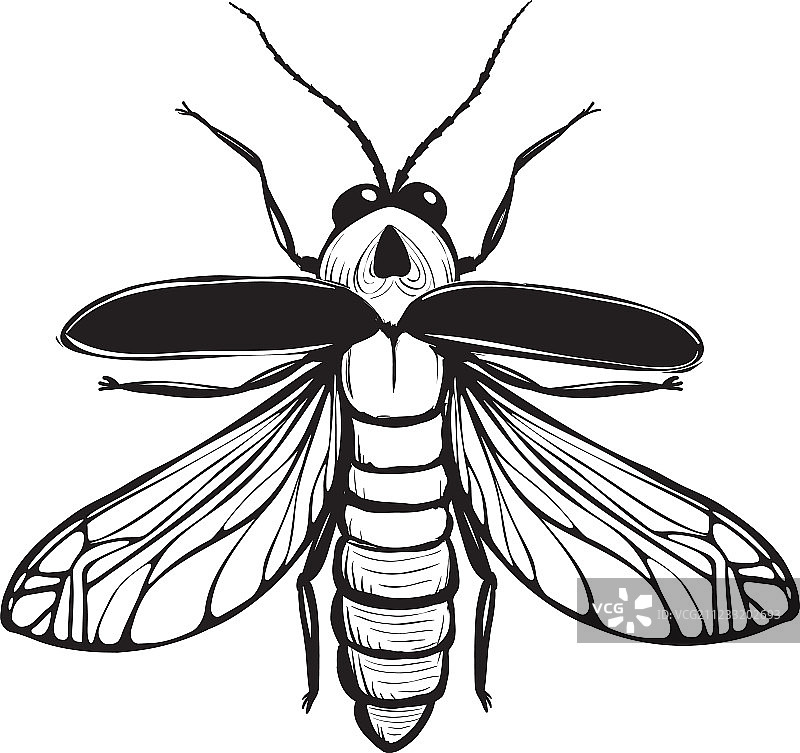 黑色墨水绘制的萤火虫昆虫图片素材