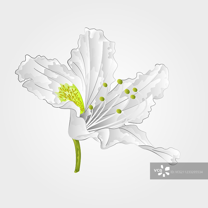 山间白色杜鹃花灌木图片素材